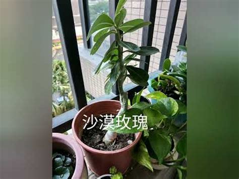 西曬 植物